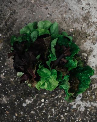 Predstavujeme náš mix šalátových listov, ktorý obsahuje rozmanité druhy: Rosha, Merio, Bijella, Rubinette, Lalita, Piro a...